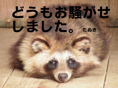 追跡】恵比寿に現れたタヌキは以前から目撃例あり - 恵比寿新聞